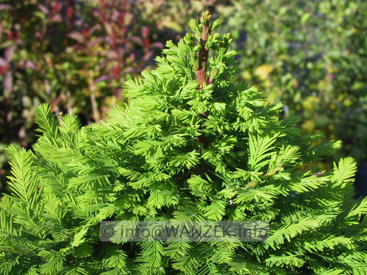 Taxodium distichum Peve Minaret 05.JPG